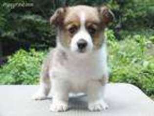 Pembroke Welsh Corgi Puppy for sale in Meadow Bridge, WV, USA