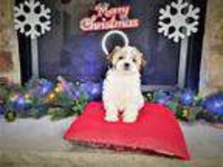 Shih-Poo Puppy for sale in East Stroudsburg, PA, USA