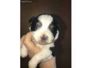 Miniature Australian Shepherd Puppy for sale in Cullman, AL, USA