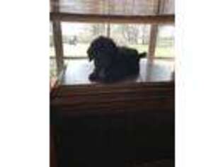 Labradoodle Puppy for sale in Lepanto, AR, USA