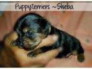 Yorkshire Terrier Puppy for sale in Cobbtown, GA, USA
