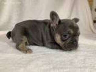 French Bulldog Puppy for sale in Saint James, MO, USA
