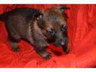 German Shepherd Dog Puppy for sale in DUNN, NC, USA