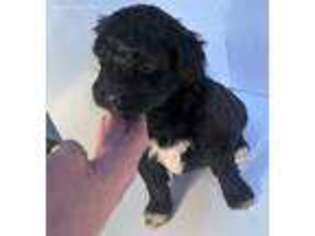 Mutt Puppy for sale in Ardmore, TN, USA