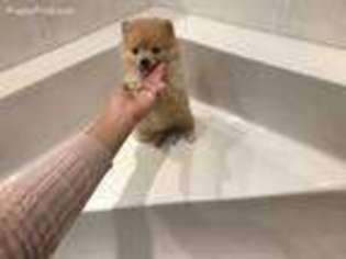 Pomeranian Puppy for sale in Melbourne, FL, USA