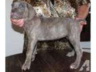 Cane Corso Puppy for sale in CAT SPRING, TX, USA