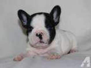 French Bulldog Puppy for sale in SANDY CREEK, NY, USA