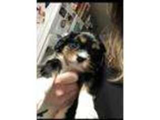 Cavalier King Charles Spaniel Puppy for sale in Kinston, NC, USA