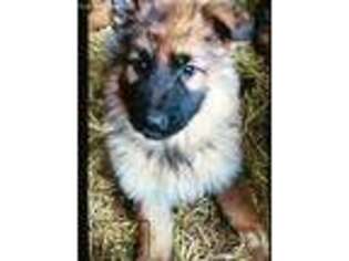 German Shepherd Dog Puppy for sale in O Brien, OR, USA