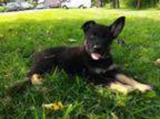 German Shepherd Dog Puppy for sale in BERNVILLE, PA, USA