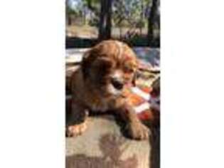 Cavalier King Charles Spaniel Puppy for sale in Elkins, AR, USA