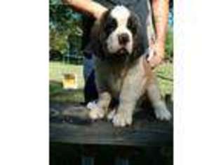 Saint Bernard Puppy for sale in Chillicothe, IL, USA