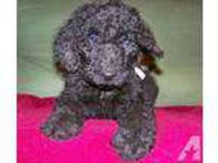 Labradoodle Puppy for sale in TANNER, AL, USA