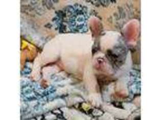 French Bulldog Puppy for sale in Bastrop, TX, USA