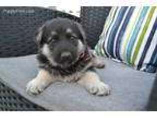 German Shepherd Dog Puppy for sale in Myakka City, FL, USA