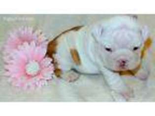 Bulldog Puppy for sale in Platte, SD, USA