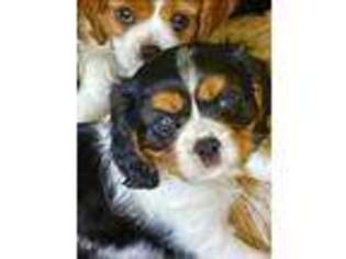 Cavalier King Charles Spaniel Puppy for sale in Roanoke, IN, USA