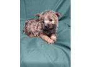 Cairn Terrier Puppy for sale in Telephone, TX, USA