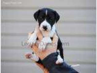 Great Dane Puppy for sale in Six Mile, SC, USA