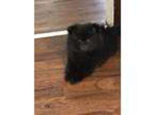 Pomeranian Puppy for sale in Marion, OH, USA