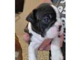 Boston Terrier Puppy for sale in Fort Myers, FL, USA