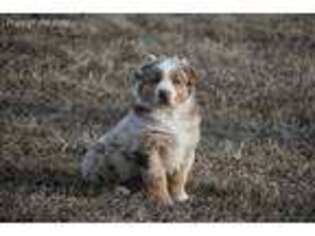 Australian Shepherd Puppy for sale in Nowata, OK, USA