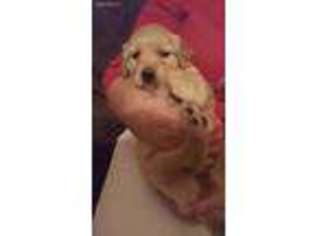 Golden Retriever Puppy for sale in West Union, SC, USA