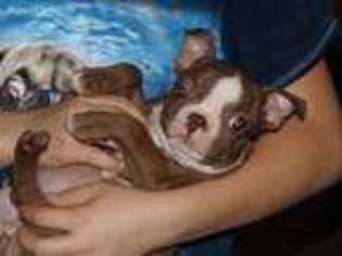 Boston Terrier Puppy for sale in Newberry, IN, USA