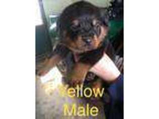 Rottweiler Puppy for sale in Mount Blanchard, OH, USA