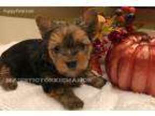 Yorkshire Terrier Puppy for sale in Victorville, CA, USA
