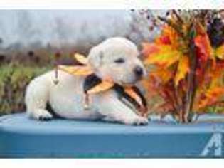 Labrador Retriever Puppy for sale in IRMA, WI, USA
