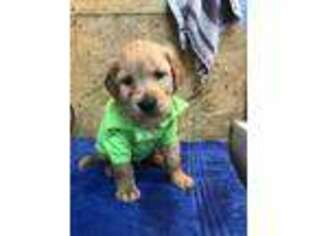 Golden Retriever Puppy for sale in Boonville, IN, USA