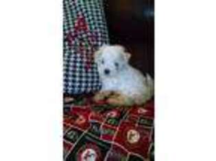 Maltese Puppy for sale in Wetumpka, AL, USA