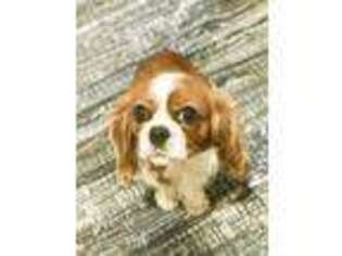 Cavalier King Charles Spaniel Puppy for sale in Marshallville, OH, USA