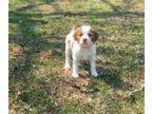 Brittany Puppy for sale in Flippin, AR, USA