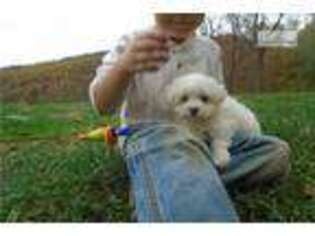 Maltese Puppy for sale in Charlottesville, VA, USA
