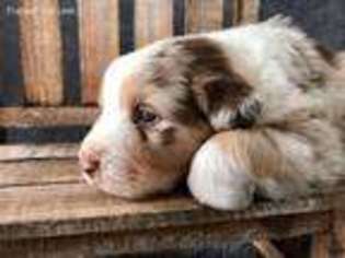 Australian Shepherd Puppy for sale in Millersburg, IN, USA