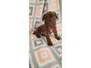 Neapolitan Mastiff Puppy for sale in Pueblo West, CO, USA