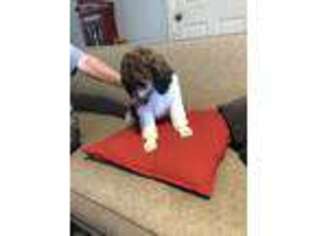 Mutt Puppy for sale in Valdese, NC, USA
