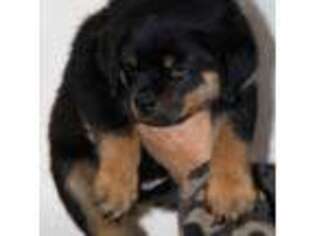 Rottweiler Puppy for sale in Clinton, WI, USA