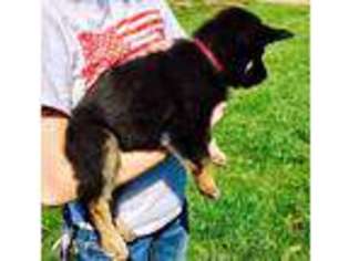 German Shepherd Dog Puppy for sale in Newberg, OR, USA