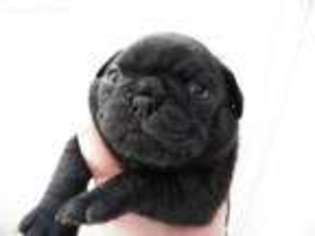 Pug Puppy for sale in Middletown, PA, USA