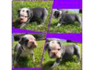 Olde English Bulldogge Puppy for sale in Wyandotte, MI, USA