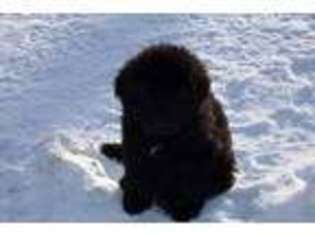 Newfoundland Puppy for sale in Smyrna, NY, USA
