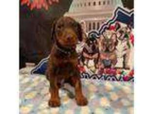 Doberman Pinscher Puppy for sale in Manassas, VA, USA