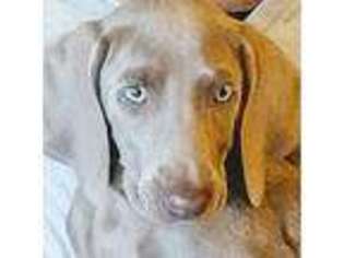 Weimaraner Puppy for sale in Maumelle, AR, USA