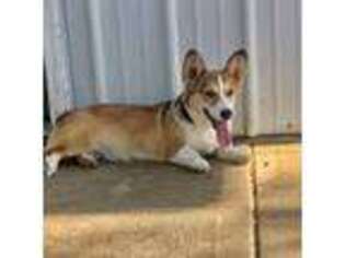 Pembroke Welsh Corgi Puppy for sale in Anabel, MO, USA