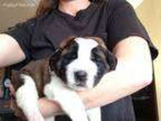 Saint Bernard Puppy for sale in Weldona, CO, USA