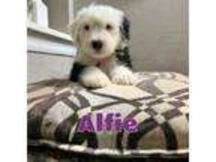 Old English Sheepdog Puppy for sale in Germantown, WI, USA