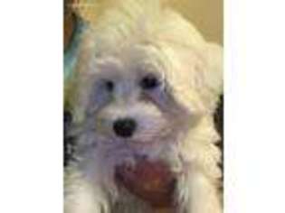 Bichon Frise Puppy for sale in Merrillville, IN, USA